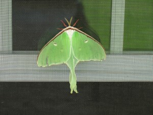 Luna Moth 2