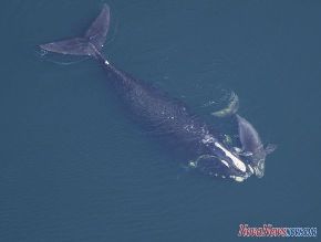 Right Whale Calf and Mother